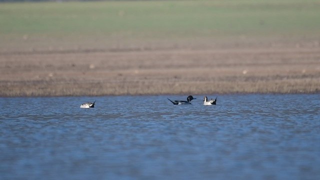 Northern Pintail - ML535357281