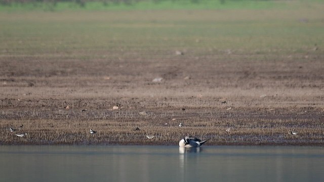 Northern Pintail - ML535357291