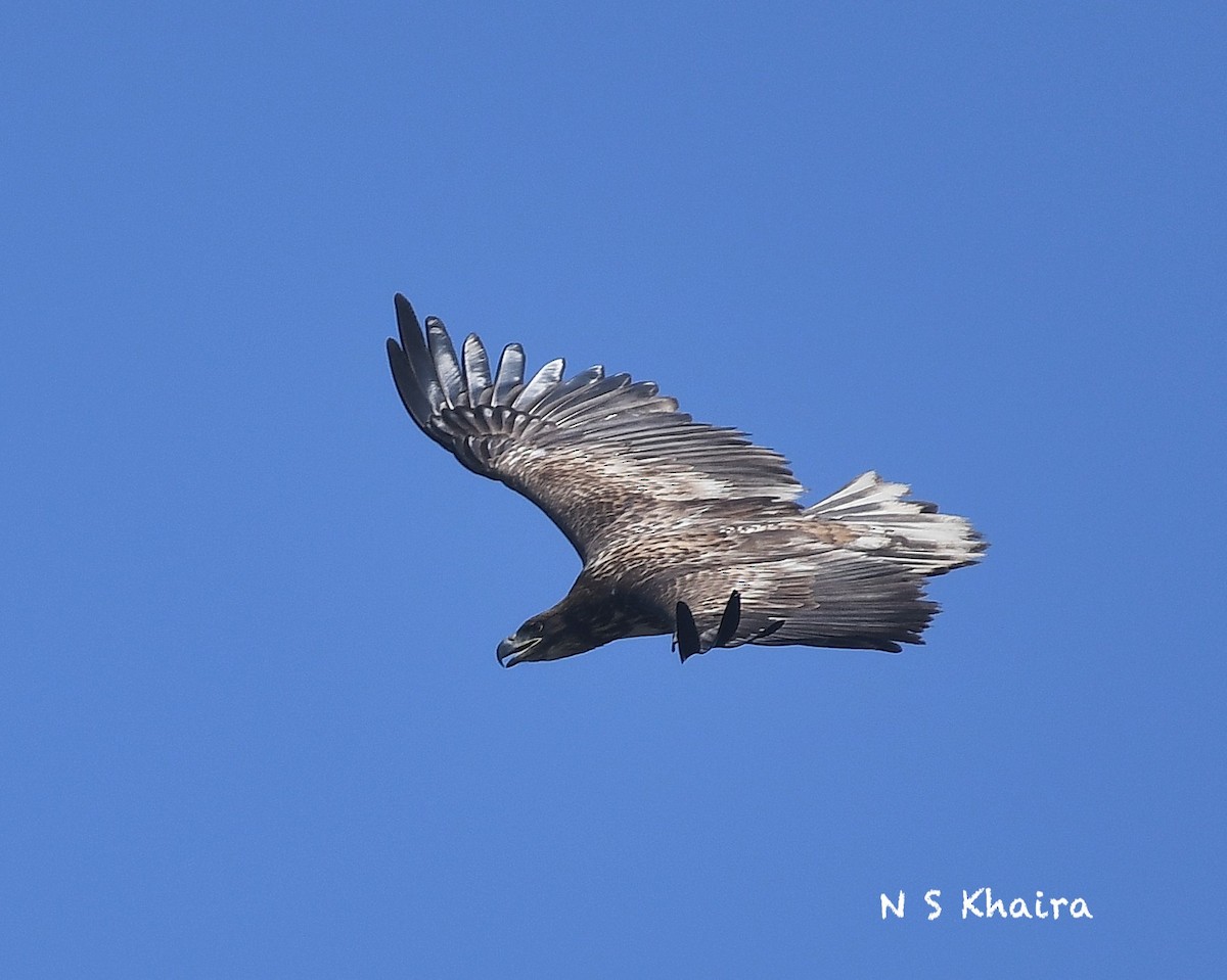 White-tailed Eagle - Narender Khaira