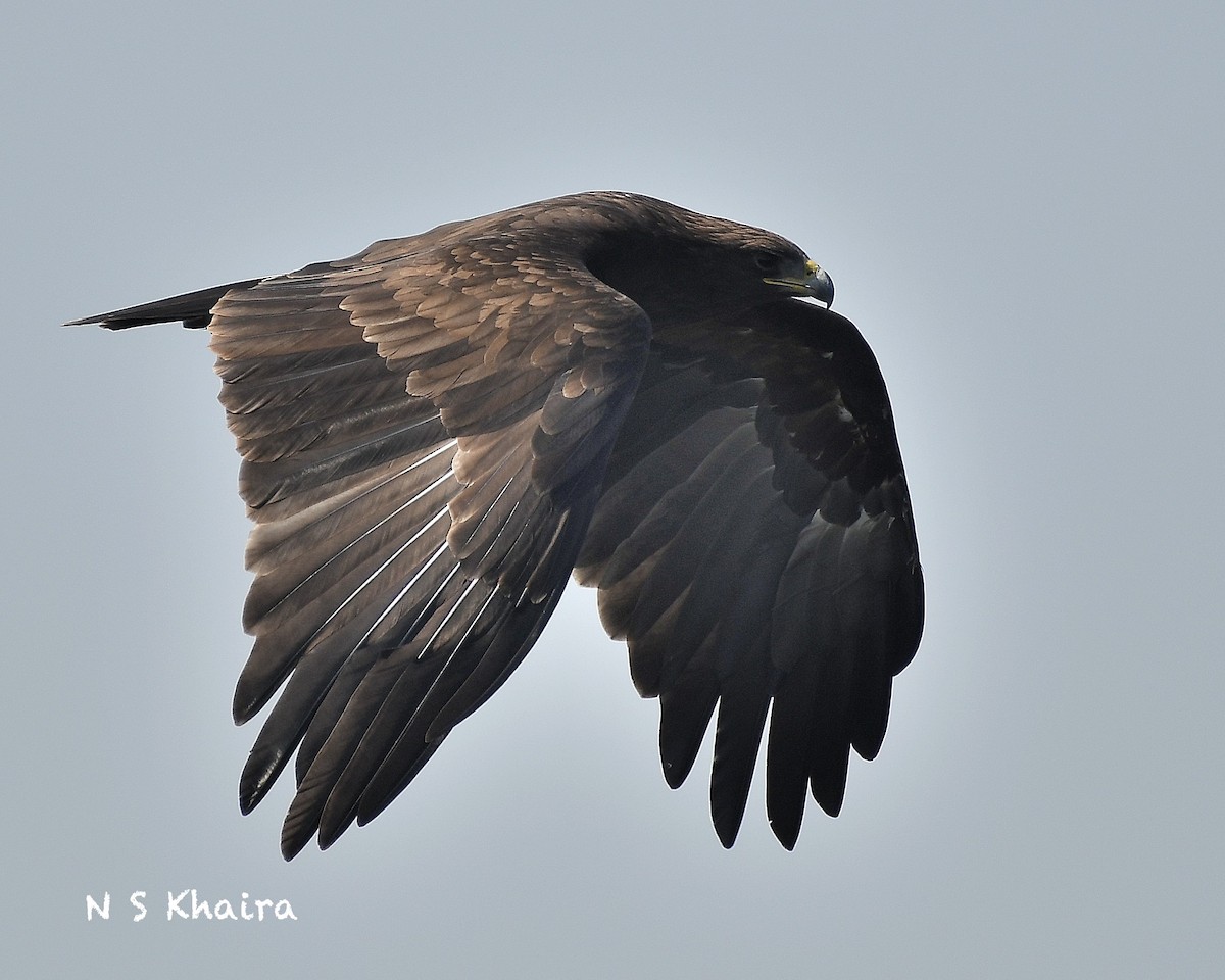 Greater Spotted Eagle - Narender Khaira
