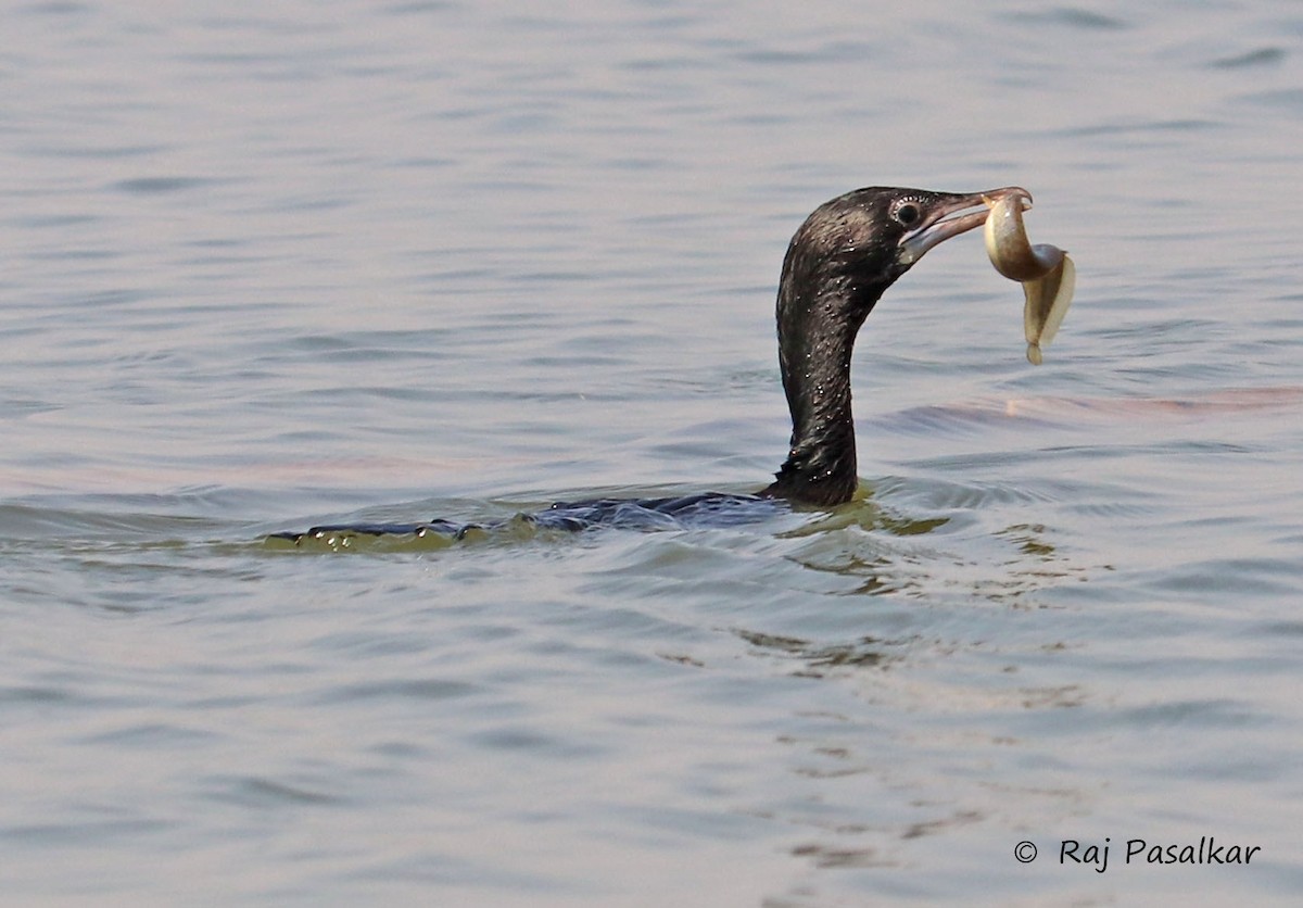 Indian Cormorant - Raju Pasalkar