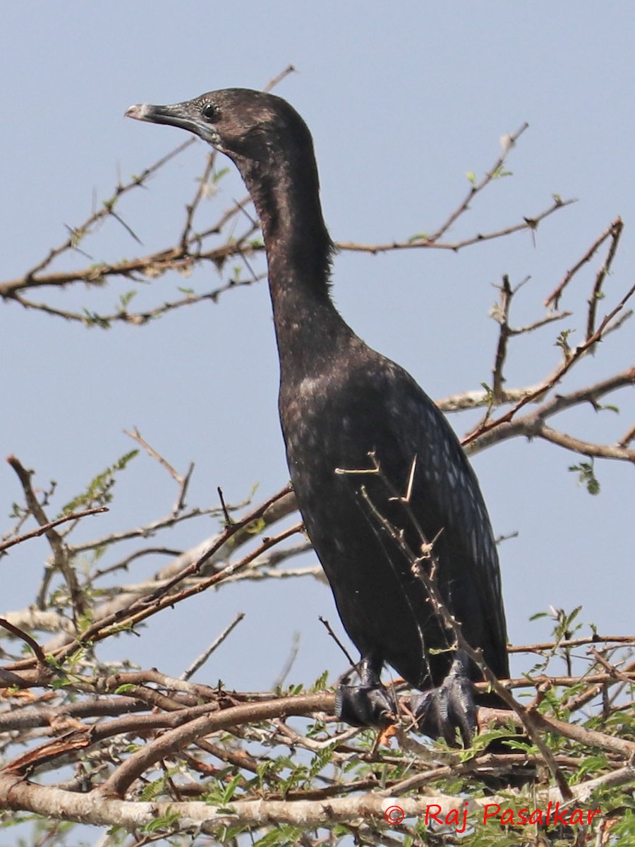 Indian Cormorant - Raju Pasalkar