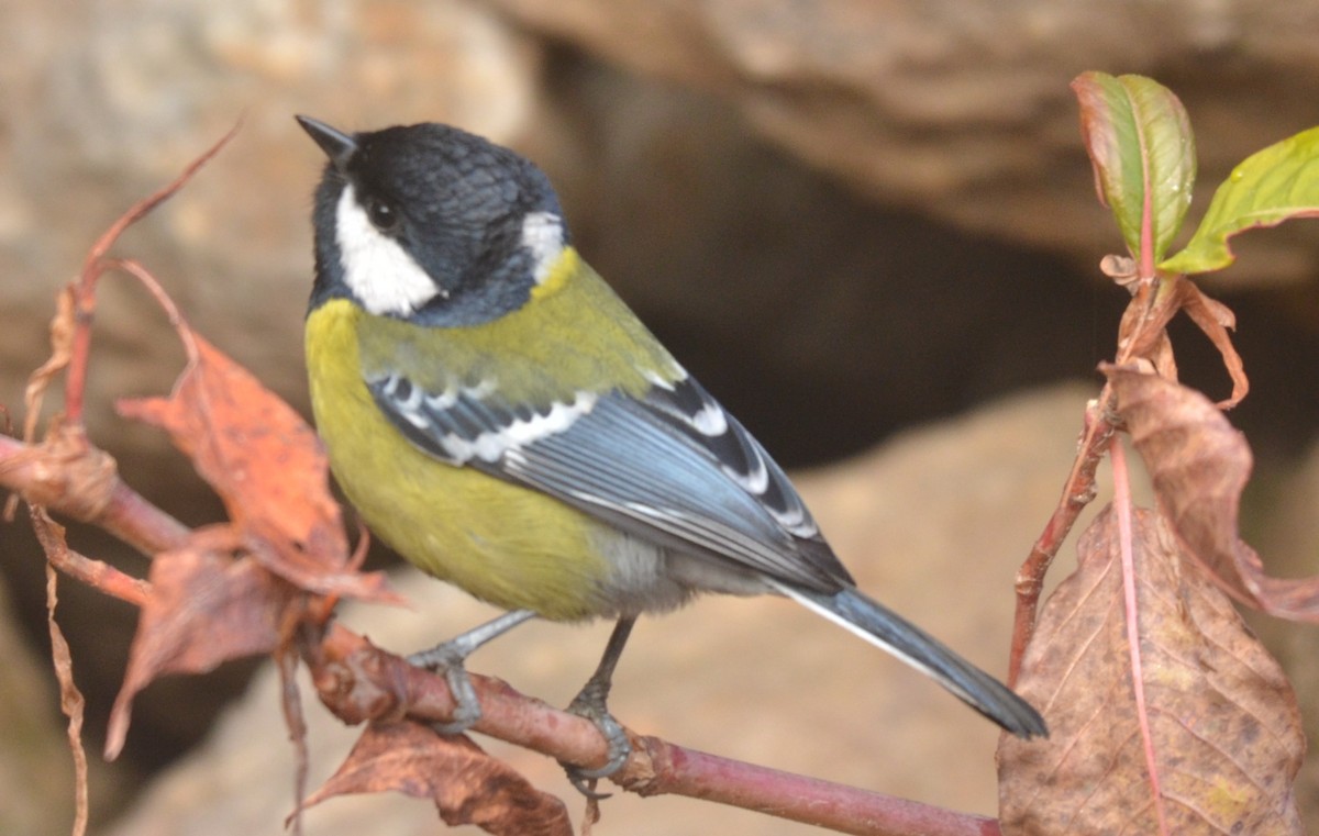 Green-backed Tit - Premchand Reghuvaran