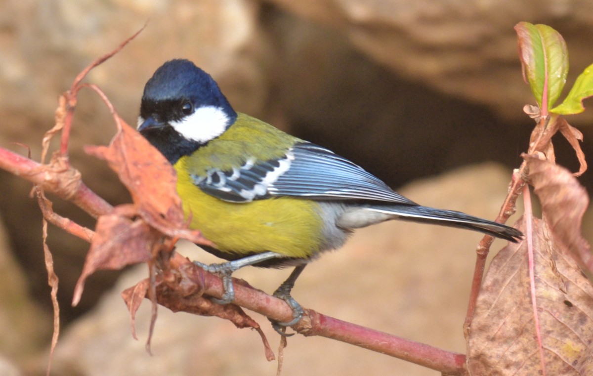 Green-backed Tit - Premchand Reghuvaran