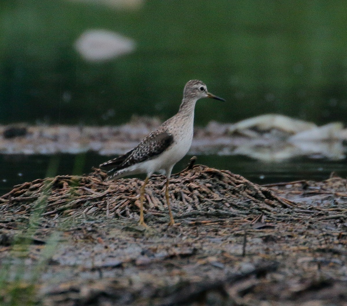 Wood Sandpiper - ML535358691