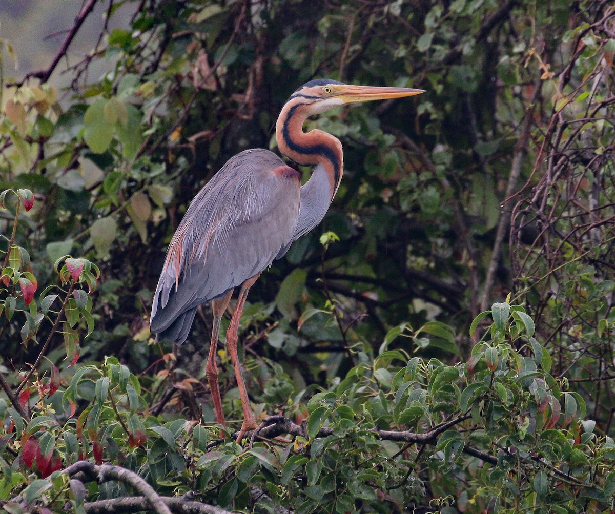 Purple Heron - Neoh Hor Kee