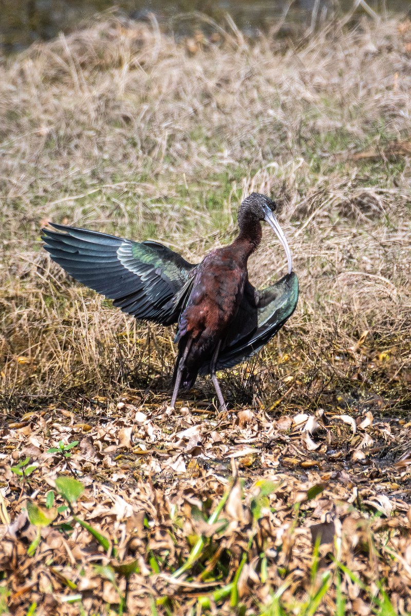 Glossy Ibis - ML535358731