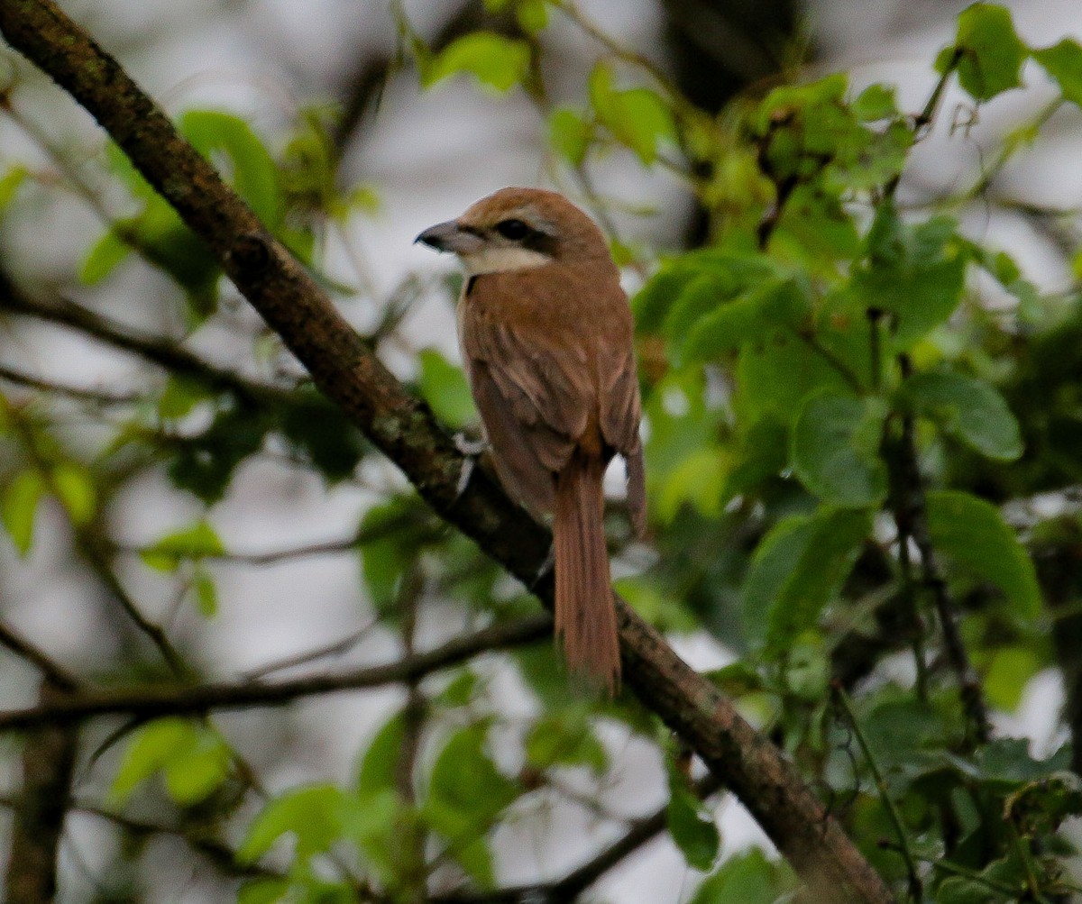 Brown Shrike - ML535358771