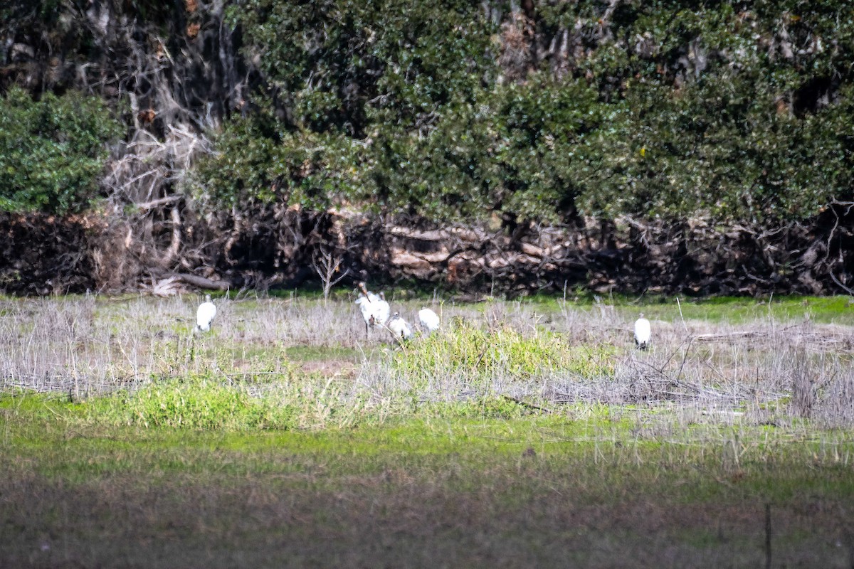 Wood Stork - ML535358951