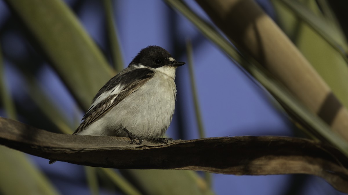 Semicollared Flycatcher - ML535360381