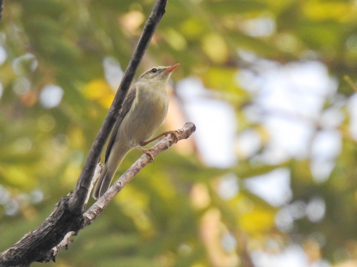 Greenish Warbler - ML535360721