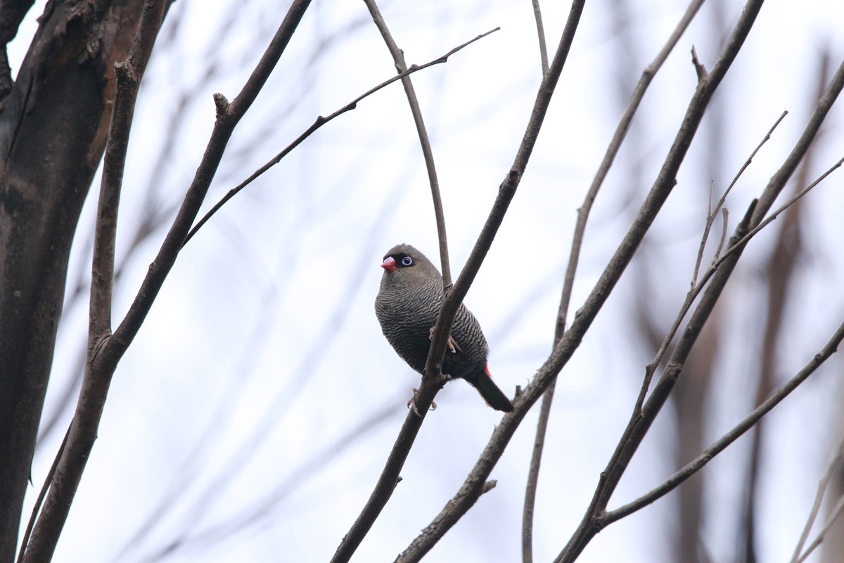 Beautiful Firetail - ML535360781