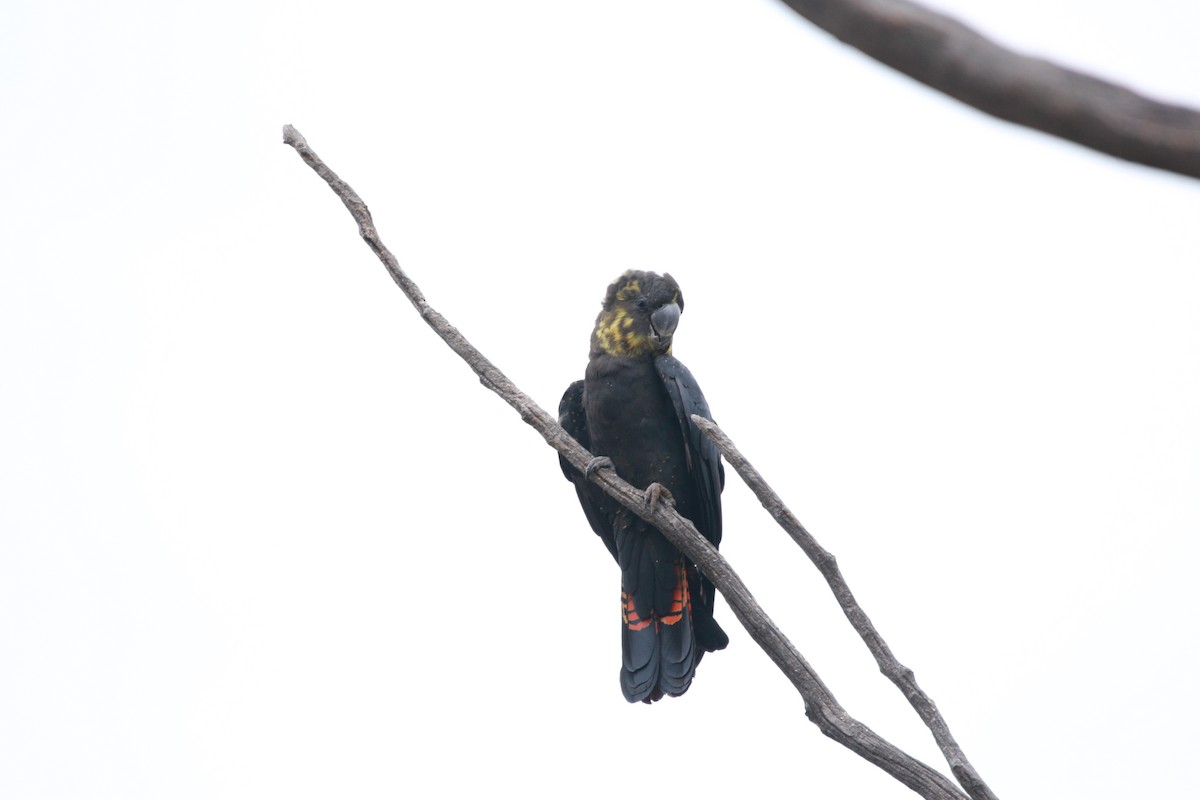 Glossy Black-Cockatoo - ML535360861