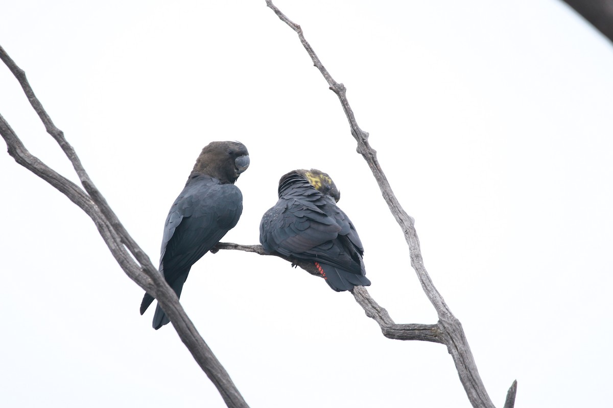 Glossy Black-Cockatoo - ML535360901