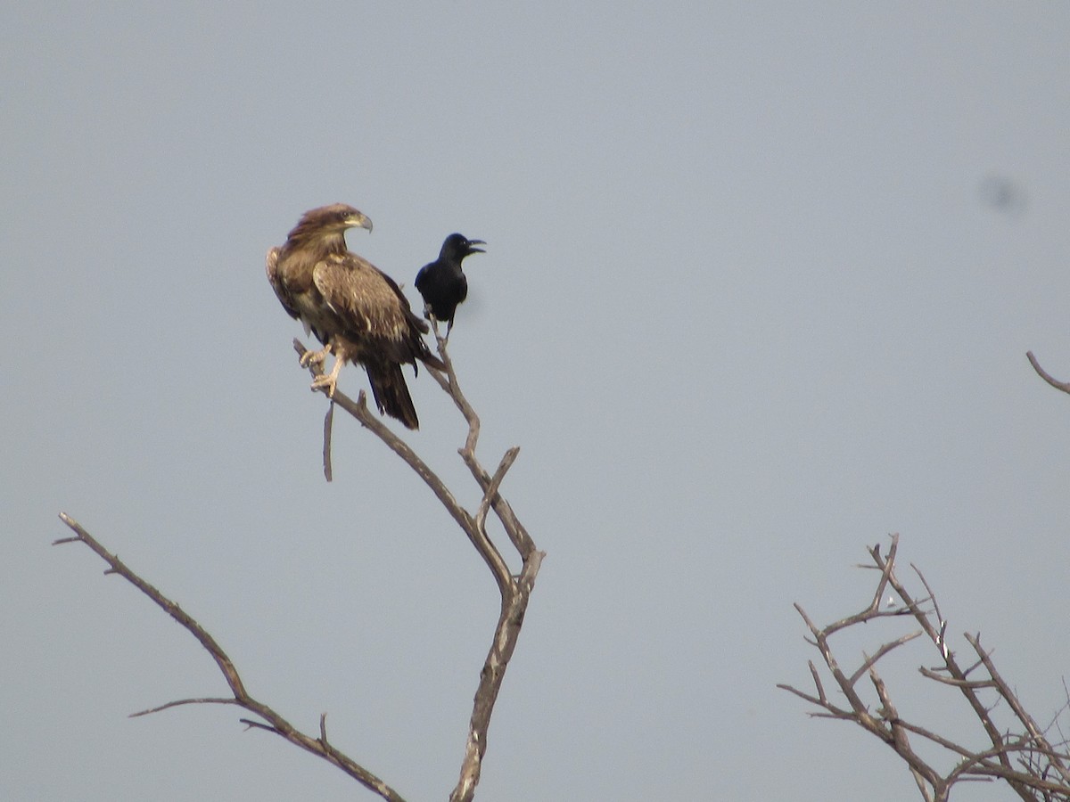 Pallas's Fish-Eagle - ML535361321