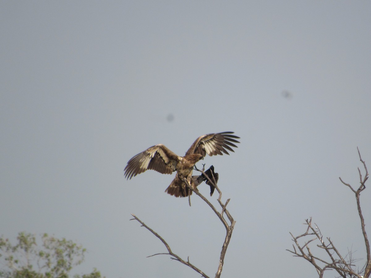 Pallas's Fish-Eagle - ML535361331