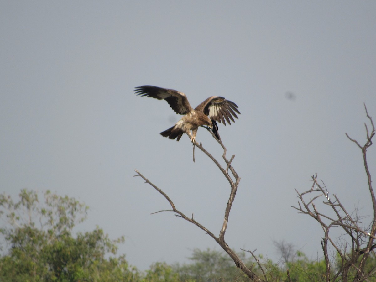 Pallas's Fish-Eagle - ML535361341