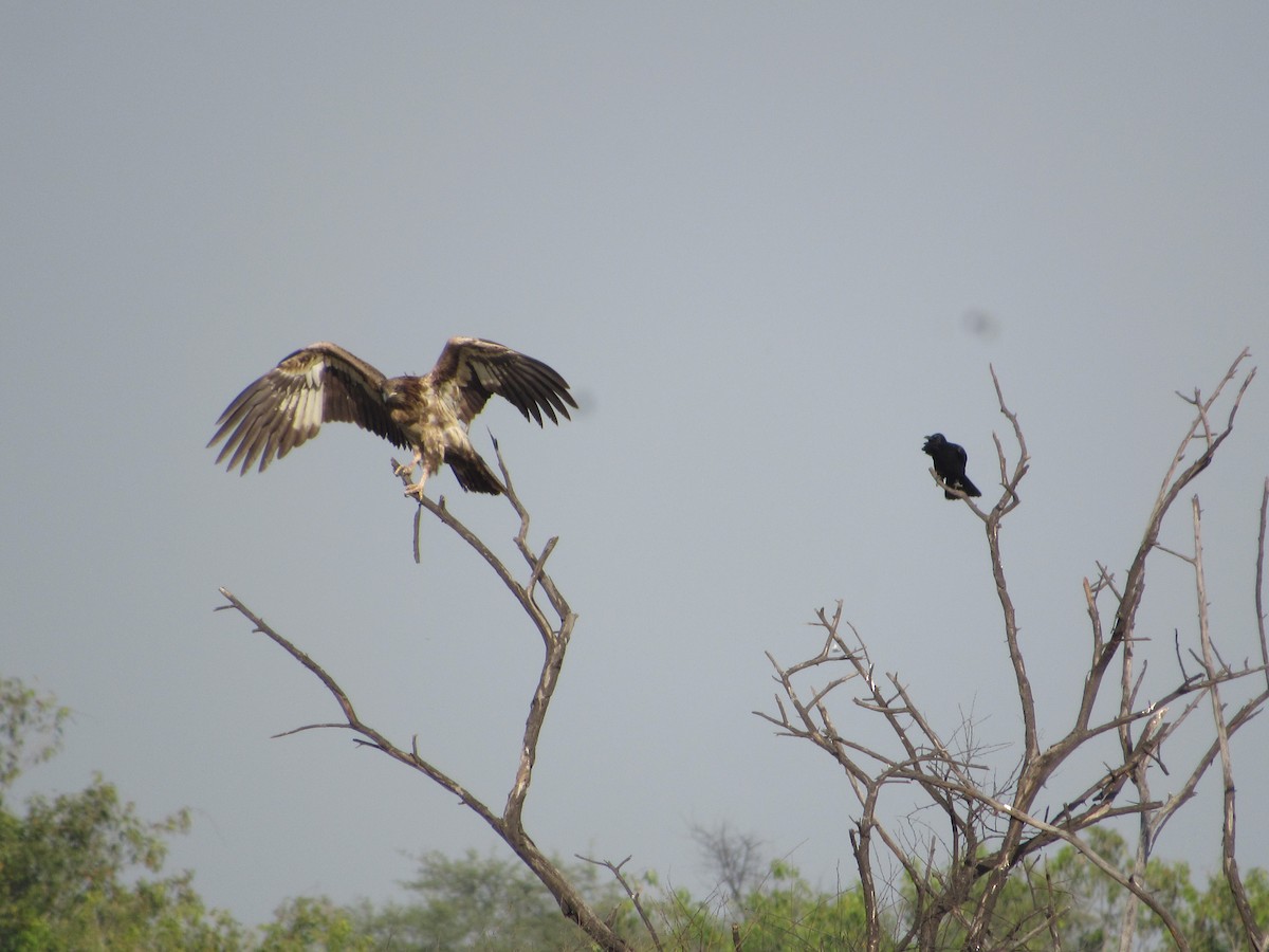 Pallas's Fish-Eagle - ML535361351