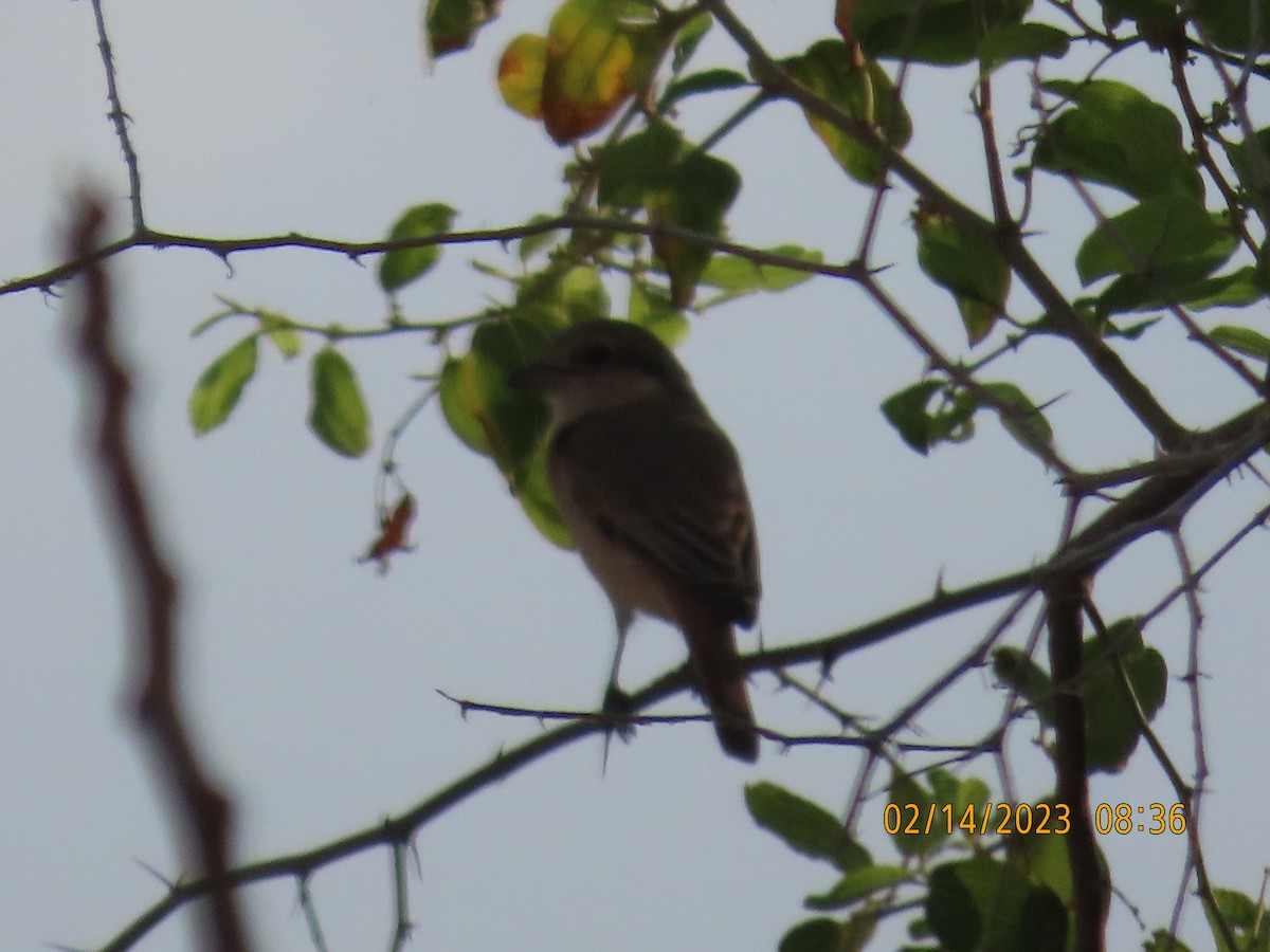 Isabelline Shrike - ML535362531