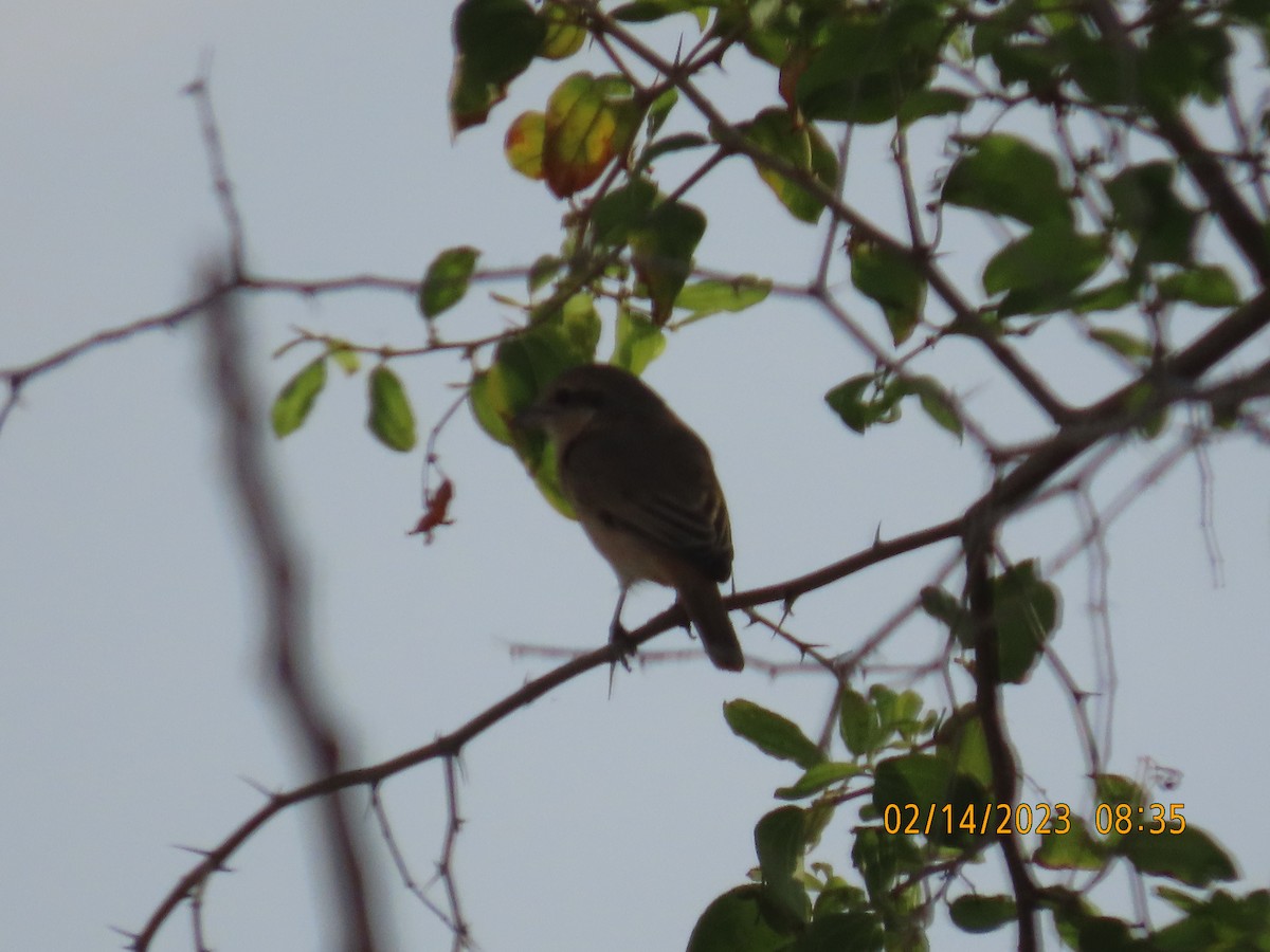 Isabelline Shrike - ML535362541