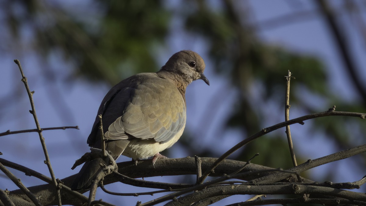 Laughing Dove - Markus Craig