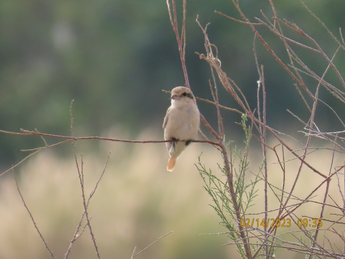 Isabelline Shrike - ML535362631