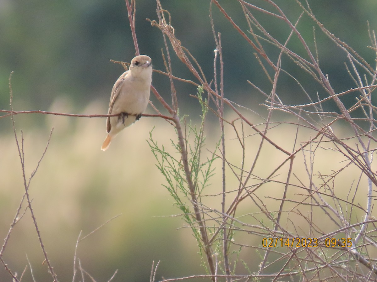 Isabelline Shrike - ML535362641