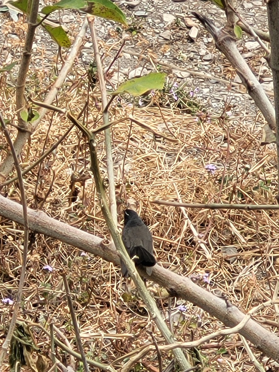 White-throated Fantail - ML535362831