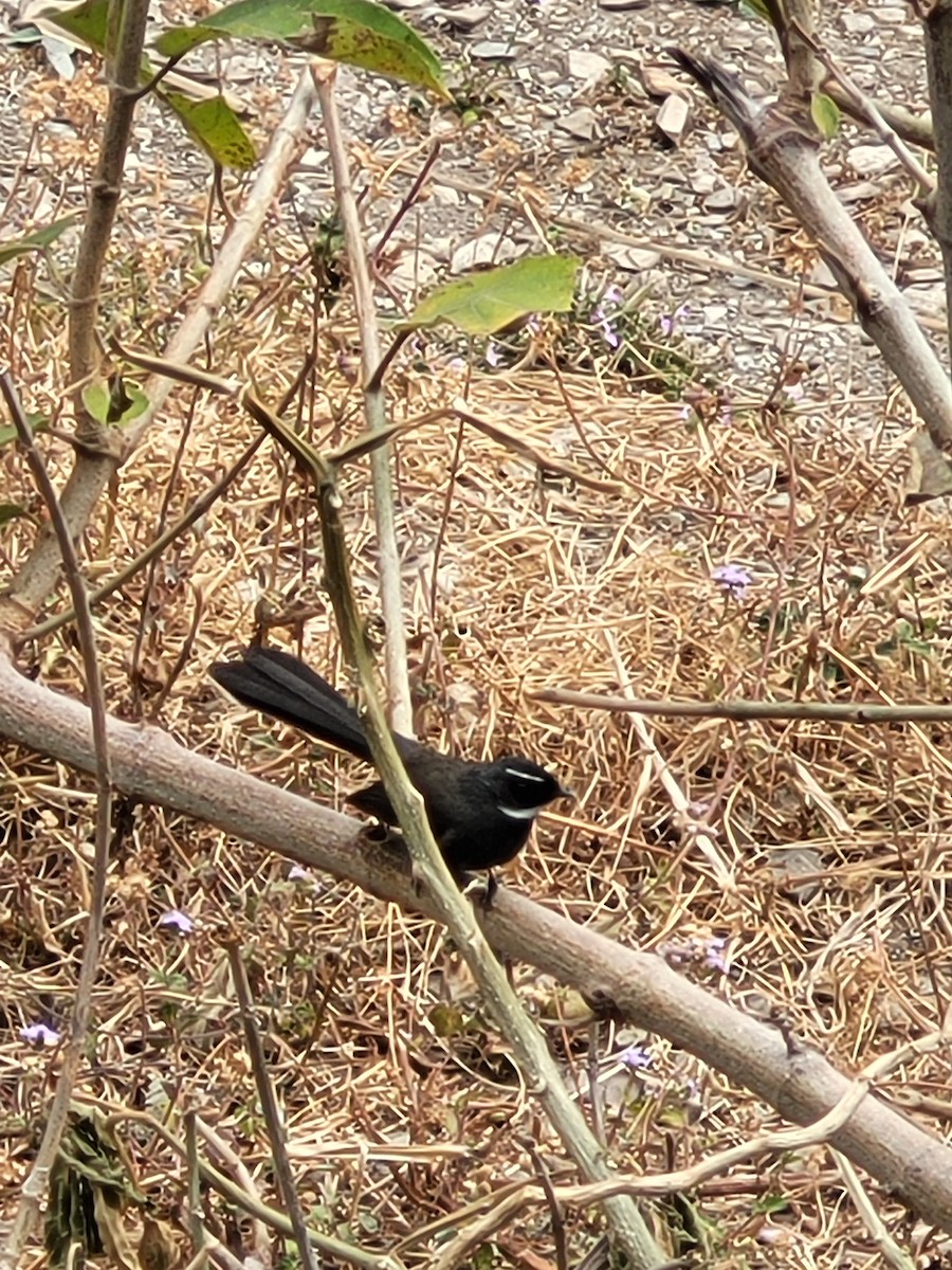 White-throated Fantail - ML535362841