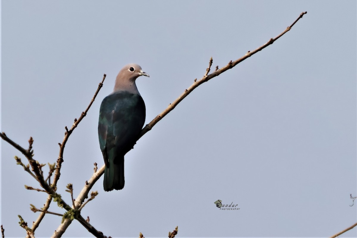 Green Imperial-Pigeon - ML535363241