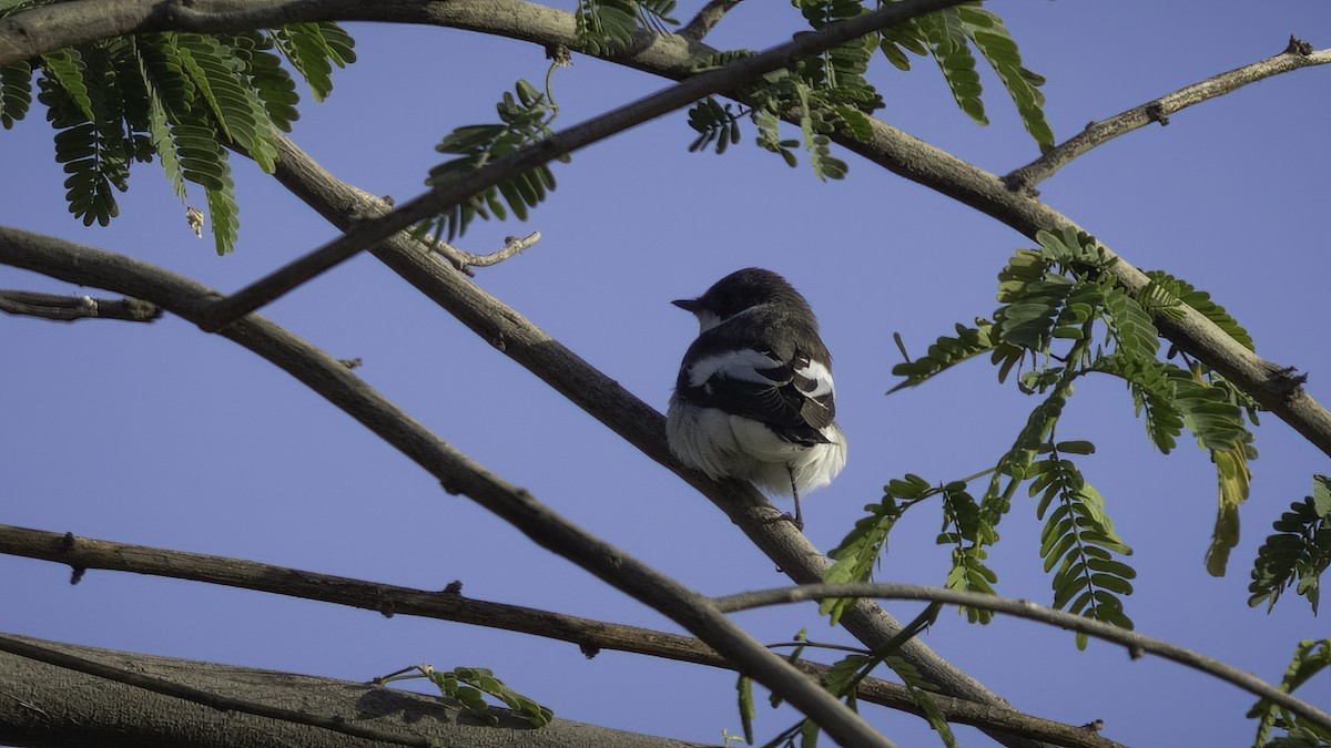 Semicollared Flycatcher - ML535363381