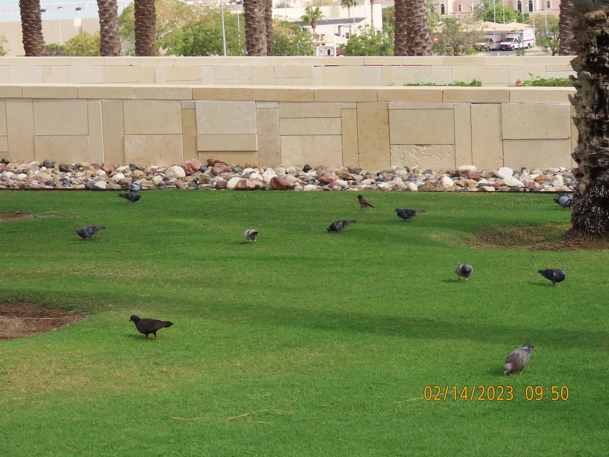 Rock Pigeon (Feral Pigeon) - ML535363511