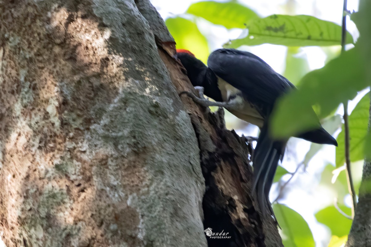 White-bellied Woodpecker - sundareswaran vetaikorumagan