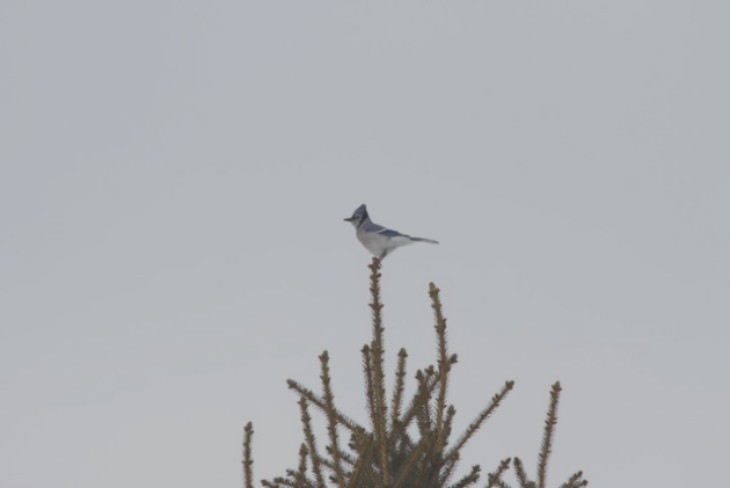 Blue Jay - Kristine Pilon