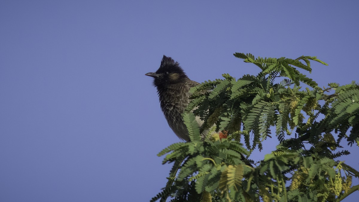 Bulbul à ventre rouge - ML535364571