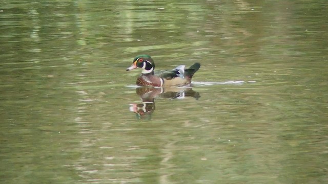 Wood Duck - ML535365271
