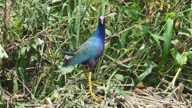 Purple Gallinule - ML535365541