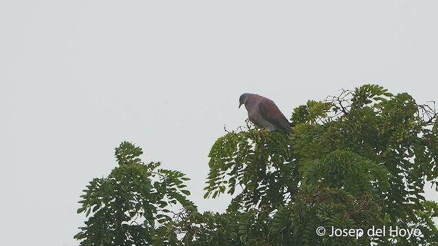 Pale-vented Pigeon - ML535365561