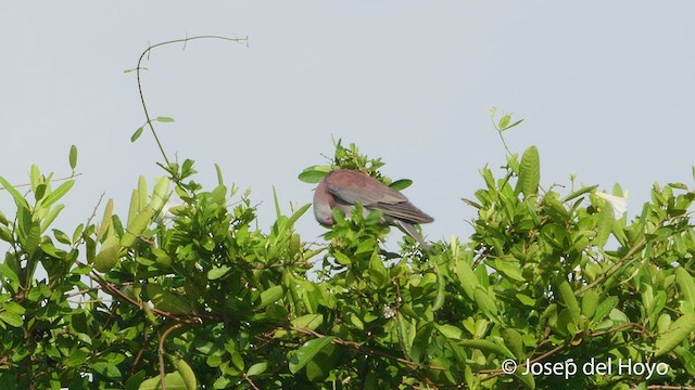 Pale-vented Pigeon - ML535365571