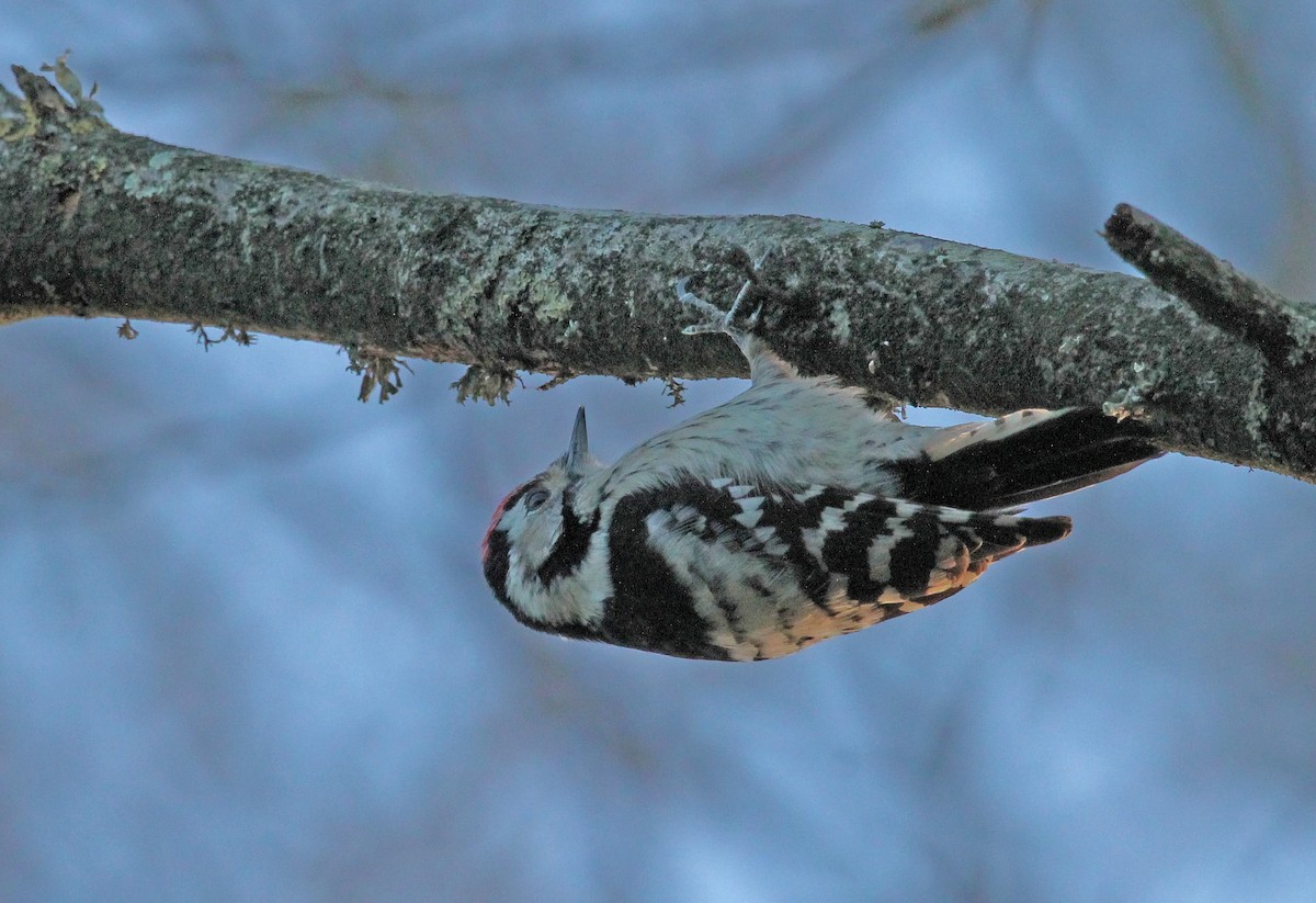 Lesser Spotted Woodpecker - ML535365801