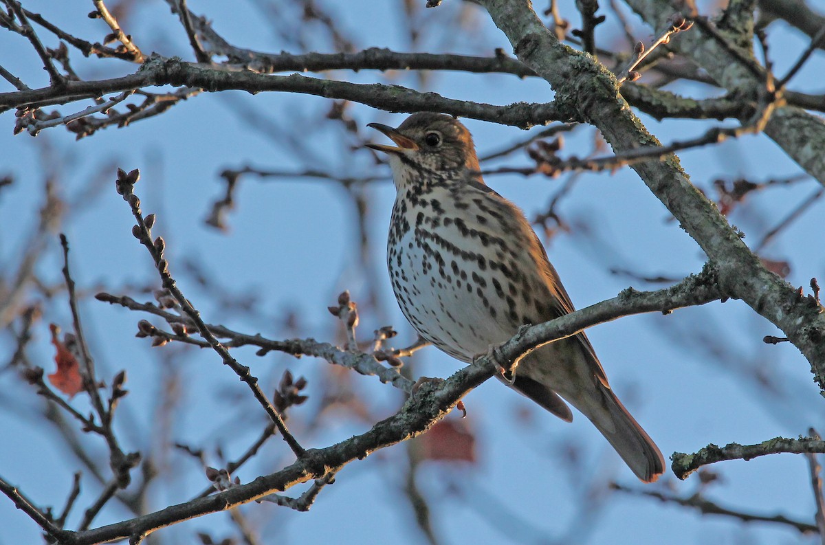 Song Thrush - ML535365821