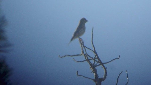 Cassin's Finch - ML535366471