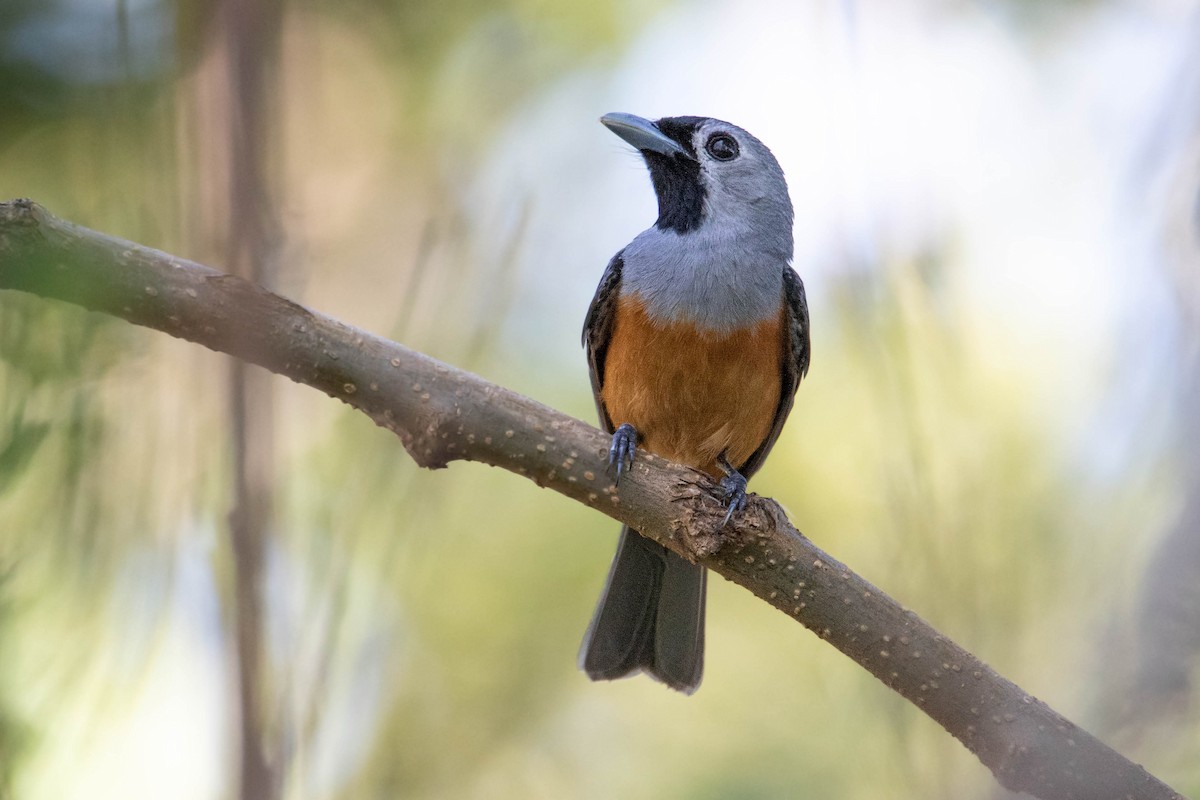 Black-faced Monarch - ML535367261