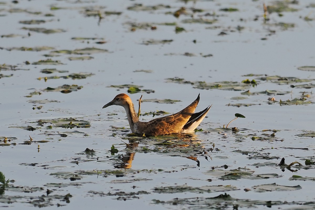 Jacana à longue queue - ML535368191