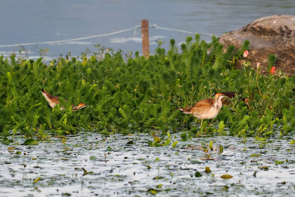 Jacana à longue queue - ML535368201