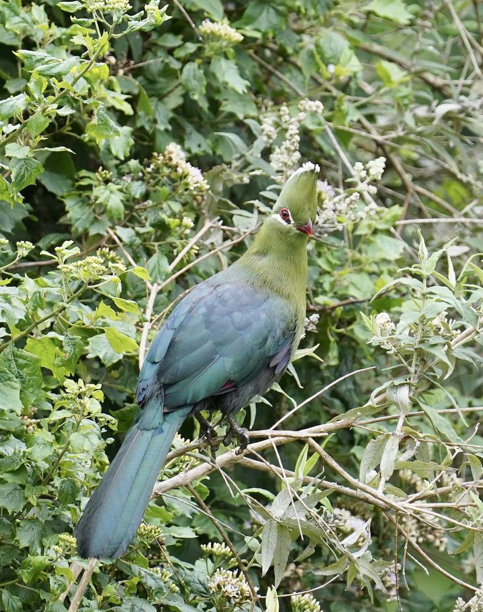 Knysna Turaco (Southern) - ML535368261