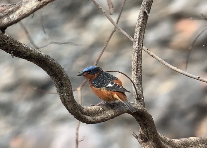 White-throated Rock-Thrush - ML535368281