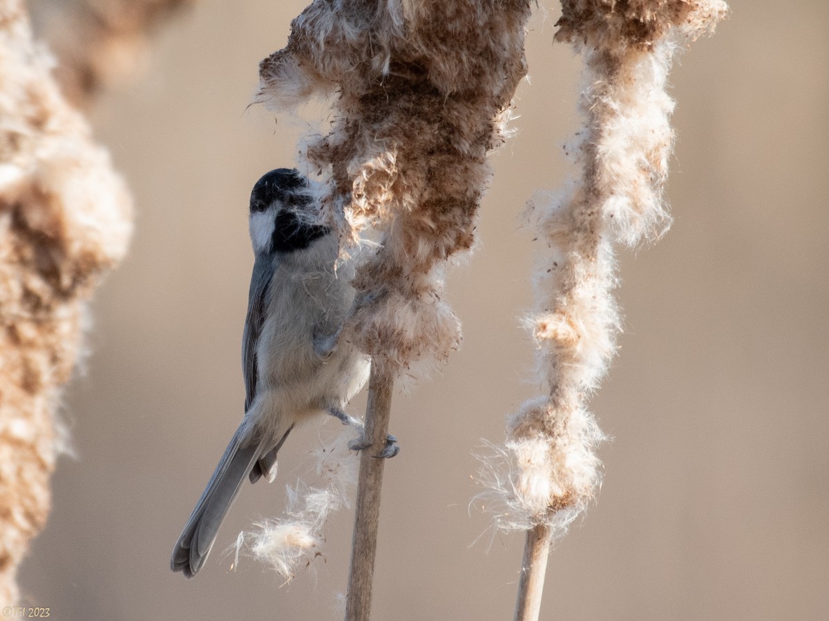 Carolina Chickadee - ML535368821