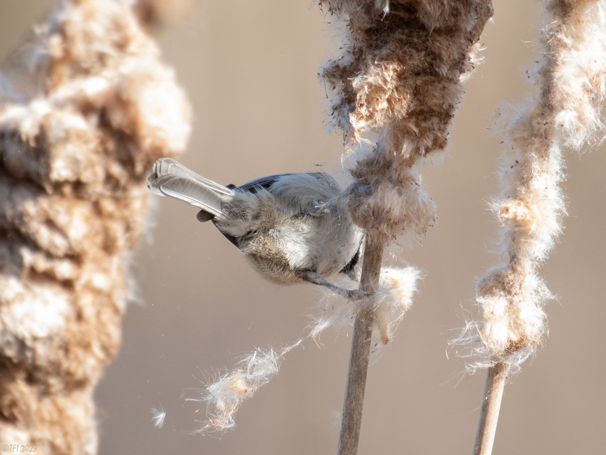 Carolina Chickadee - ML535368891