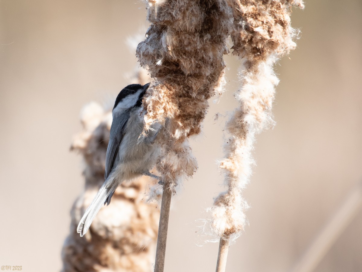Carolina Chickadee - ML535369011
